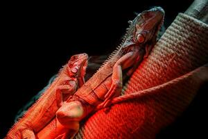 hermosa iguana lagartija foto