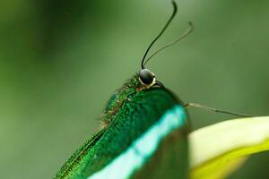 macro hermosa mariposa papilio palinuro foto