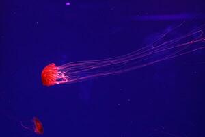 macro of a beautiful jellyfish chrysaora pacifica photo