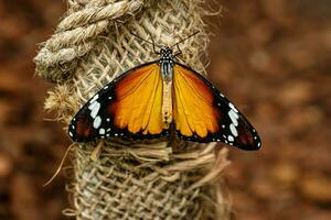 macro hermosa mariposa danaus crisipo foto