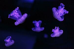 macro shooting under water mediterranean jellyfish photo