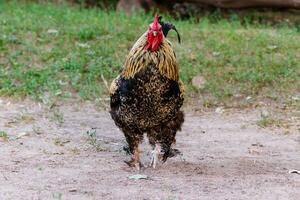 beautiful cock on grass background photo