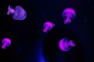 macro photography underwater cannonball jellyfish photo