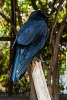 Big Black Raven sitting on a close-up branch photo