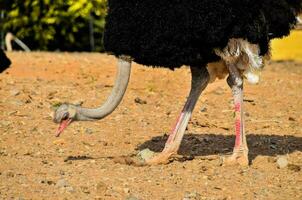 an ostrich is walking on the ground photo