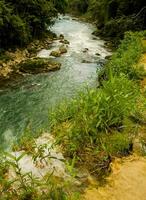 a river in the jungle with rocks and plants photo