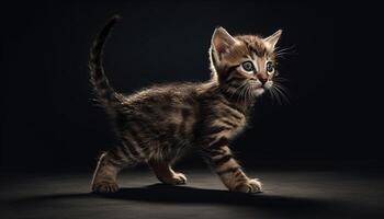 Cute kitten, small and playful, sitting, looking at camera generated by AI photo