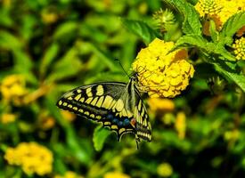a butterfly is sitting on a yellow flower photo