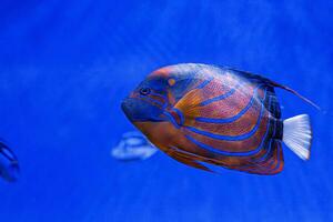 macro fotografía submarino pomacanthus anularis foto