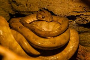 serpiente arrollado dentro un pelota foto