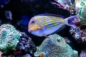 Acanthurus lineatus fish photo