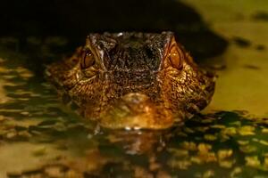 krakodil eyes smooth-eyed caiman photo