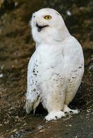 beautiful white owl with yellow eyes and beak photo