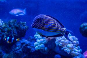 Acanthurus lineatus fish photo