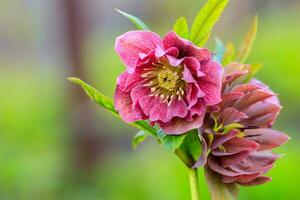 beautiful glade Hellebore photo