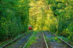 Tram and tram rails in colorful forest photo