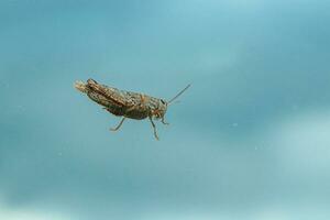 wonderful Grasshopper against a blue sky photo