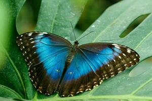 macro beautiful butterfly Morpho helenor photo