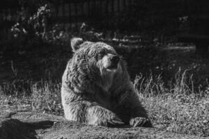 beautiful Tien Shan brown bear photo