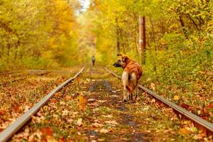 Autumn forest through which an old tram rides Ukraine and red dog photo