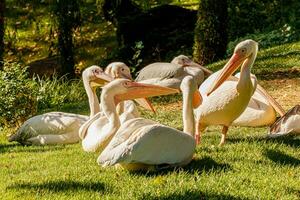 beautiful pelicans birds on grass photo