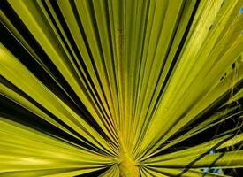a close up of a palm leaf photo
