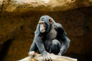 a chimpanzee sitting on a branch in an enclosure photo