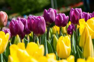 macizos de flores y campos sembrados con coloridos tulipanes foto