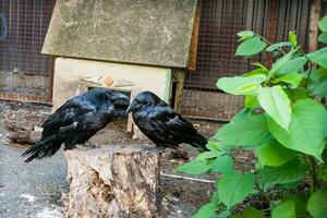 Beautiful black crows sit on a stump photo