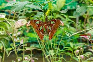 macro hermosa mariposa Attacus lorquini foto