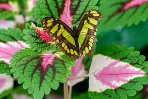 macro hermosa mariposa siproeta estelas foto