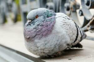 portrait of a beautiful dove photo