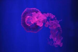 macro shooting under water chrysaora plocamia jellyfish photo