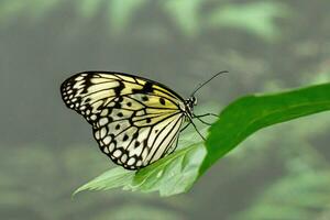 macro beautiful butterfly Idea leuconoe photo