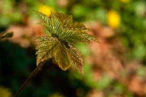 Fresh spring green leaves photo