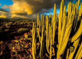 cactus plants in the desert with clouds in the background photo