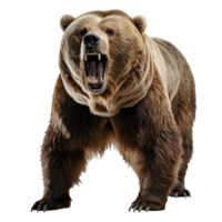 bear standing on its hind legs and growling isolated png