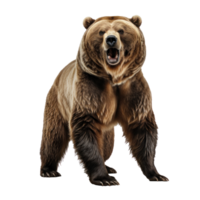 bear standing on its hind legs and growling isolated png