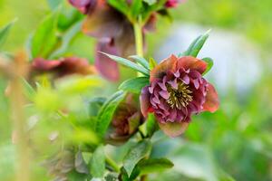 beautiful glade Hellebore photo