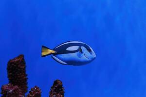 macro photography underwater paracanthurus hepatus photo