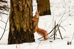 beautiful squirrel on the snow eating a nut photo