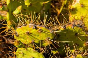 un cerca arriba de un cactus planta con muchos Picos foto