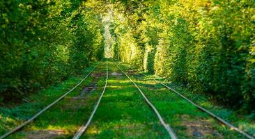 Tram and tram rails in colorful forest photo