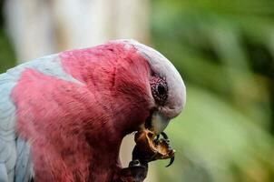 A colorful parrot photo