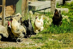 a group of chickens walking around in a fenced area photo