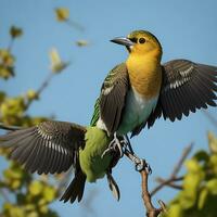 verano, árbol, humor, pájaro, joven pájaro, amarillo luz, morir cortar, ganso - pájaro, mosca arriba, rebaño de aves, rosa, rural escena, negro color, azul pájaro, pájaro mirando, divertido, asombroso, negro, foto