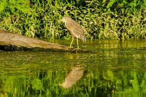 A bird on a log photo