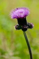 a purple thistle flower with a green background photo