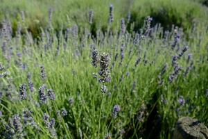 campo con flores foto