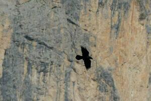 un volador pájaro foto